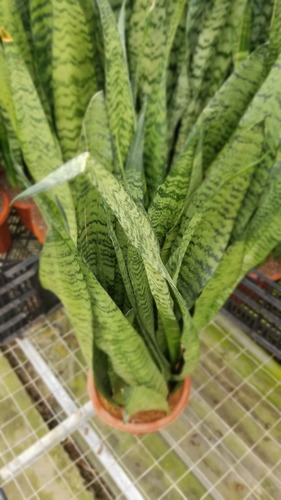Imagen 3 de 4 de Sansevieria Trifaciata Green 60-80 Cms Fotos Reales