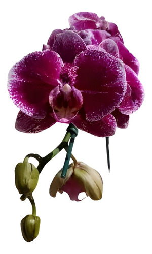 Linda Orquidea Phalaenopsis Cascata Exótica Planta Adulta#79