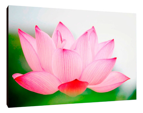 Cuadros Poster Flor De Loto S 15x20 (fdl (4)