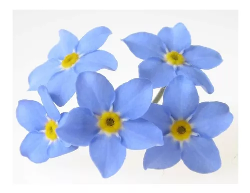 Semillas Flor No Me Olvides Myosotis Flores Azules en venta en Capital  Federal Capital Federal por sólo $   Argentina