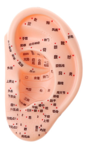 13cm Modelo De Acupuntura De Oído Humano De Simulación