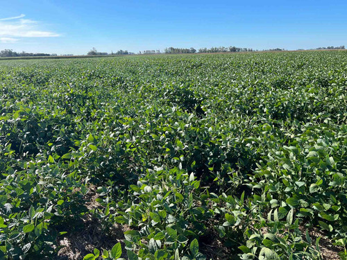 Imagen 3 de 13 de Campo De 170 Hectáreas