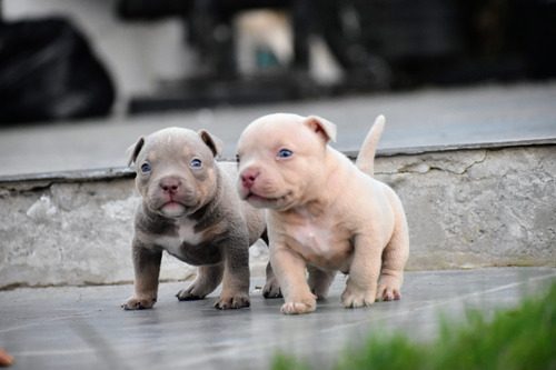 American Bully