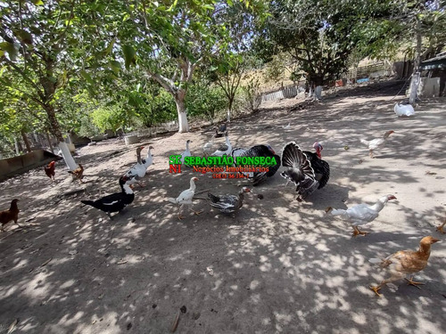 Imagem 3 de 15 de Chácara Em Santa Branca Com Nascente E Tanque De Peixe - 2113