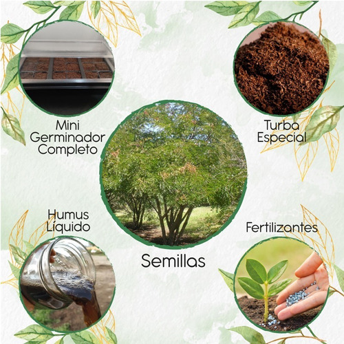 30 Semillas De Caesalpinia Spinosa+ Kit De Germinación Espec