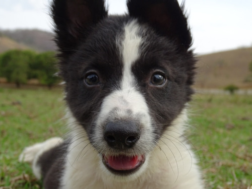 Border Collie