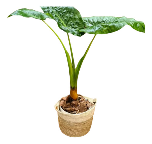 Planta Alocasia En Maceta Premium Y Porta Maceta De Yute 