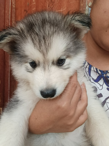 Bebes Huskies Esperan Por Ti