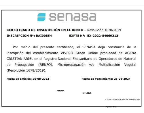 Bulbos De Dalias Importadas Green Online Vivero