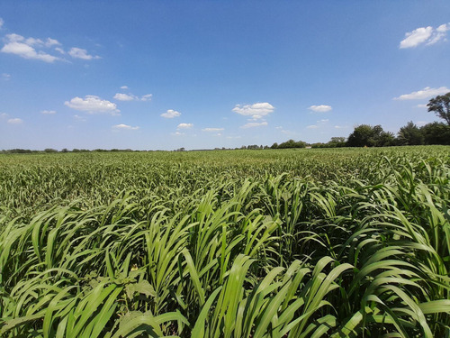 Imagen 22 de 29 de Chacra 5 Hectáreas Agro Carlos Keen Venta Oportunidad