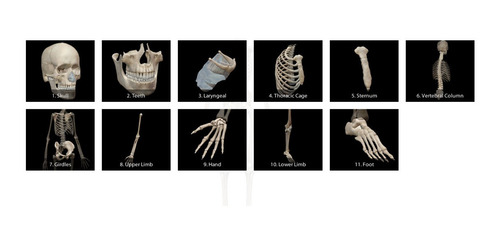 Atlas De Anatomia Humana 3d