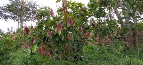 Imagen 12 de 22 de Vendo Finca Bitaco