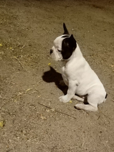 Imagen 2 de 3 de Bulldog Francés
