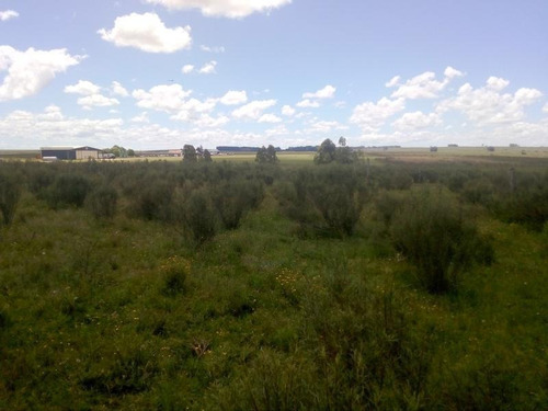 Campo , Chacra, Cerca De La Ciudad De Treinta Y Tres, Se Puede Fraccionar Terreno - Treinta Y Tres