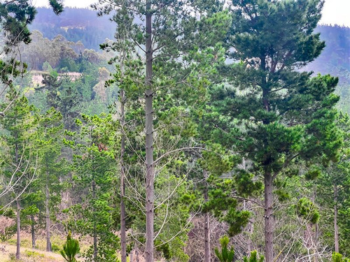 Sitio En Venta En Loteo Alto Boyeruca, Boyeruca