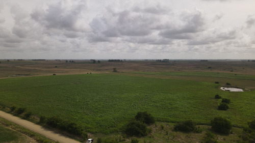Campo En Venta De 150 Ha Agrícola Ganadero En Florida (ref: Atm-7901)
