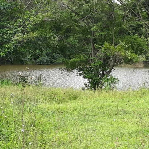 Imagen 16 de 20 de Finca Productiva Para Cria De Porcinos En Parapara De Ortiz