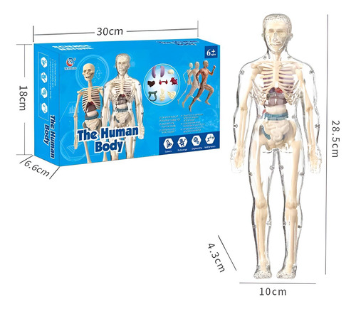Modelo Corpo Humano Anatômico Esqueleto Orgãos Do Torço 1:6