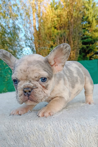 Bulldog Francés Hembrita Lilac Merle Cachorra Lilac Merle