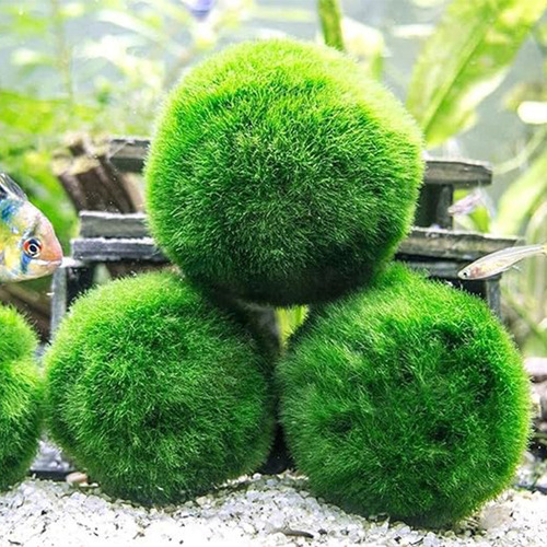 Bolas Verdes Vivas Para Ver Plantas Aquáticas Reais: Aquário