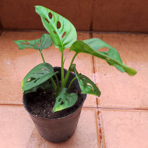 Planta Philodendron Peruviano Monstera Potus Deco Interior