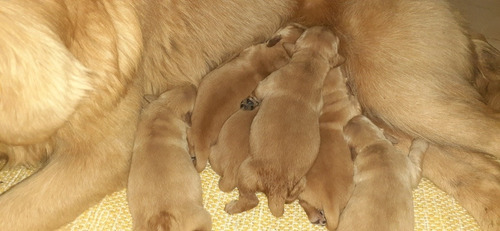 Imagen 6 de 9 de Cachorros Golden Retriever 10