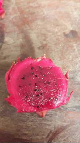 Imagen 4 de 5 de Esquejes De Pitahaya Roja De 60 Cm.