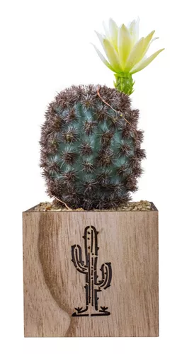 Cactus Decoracion  MercadoLibre 📦