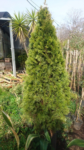 Imagen 3 de 4 de Arbol De Navidad, Pino Thuja Occidentalis Smaragd 2mts