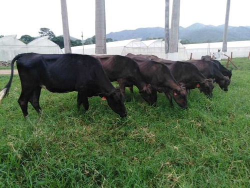 Imagen 11 de 15 de Belklia/ofrece Finca 242h.a ,pista Aterrizaje Carabobo (yol)