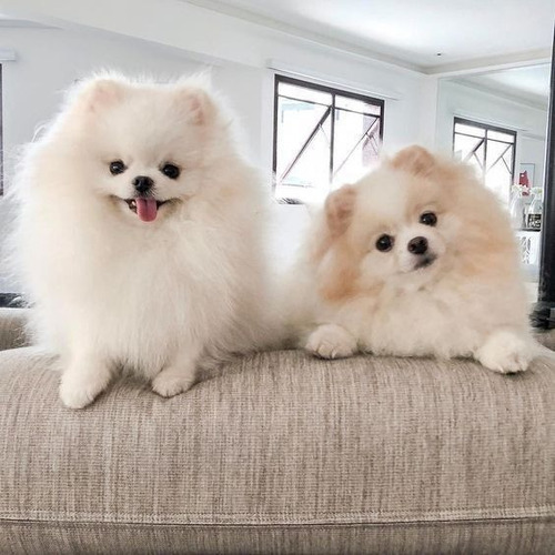 Pomerania 25 Beige