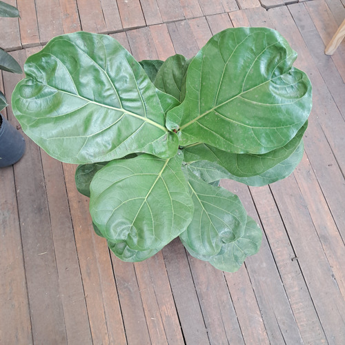 Ficus Pandurata