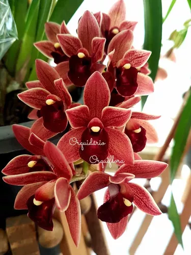 Orquídea Cymbidium Pendente Dorothy Stockstill Planta Adulta