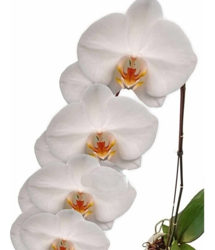Orquídea Phalaenopsis Cascata Alba Planta Adulta Natural
