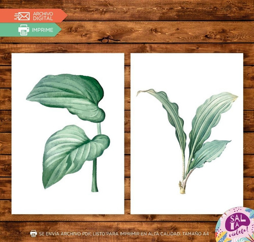 Laminas Para Cuadros Imprimibles Hojas Plantas - Modelo 3