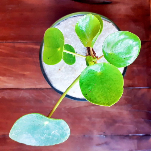 Imagen 4 de 8 de Pilea Peperomioides Little Terrario 10 The Little Yisus
