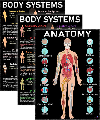 Carteles De Anatomia Humana Y Sistemas Corporales Laminados