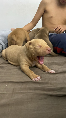 Américan Pit Bull Terrier Cachorro 