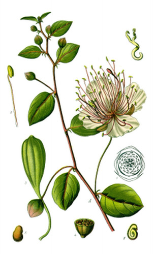 Alcaparro - Botánica - Otto Wilhelm Thomé - Lámina 45x30 Cm.