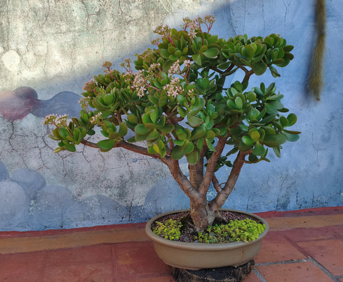Bonsai Árbol De Jade