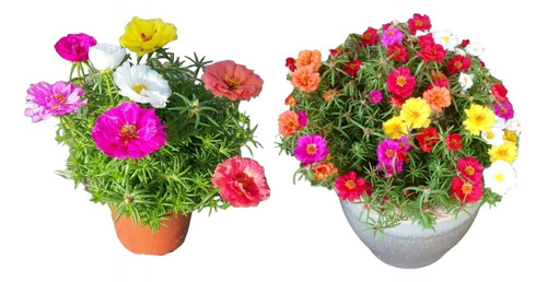 Onze Horas Portulaca  Dobradas 1200 Sementes Frete Gratis