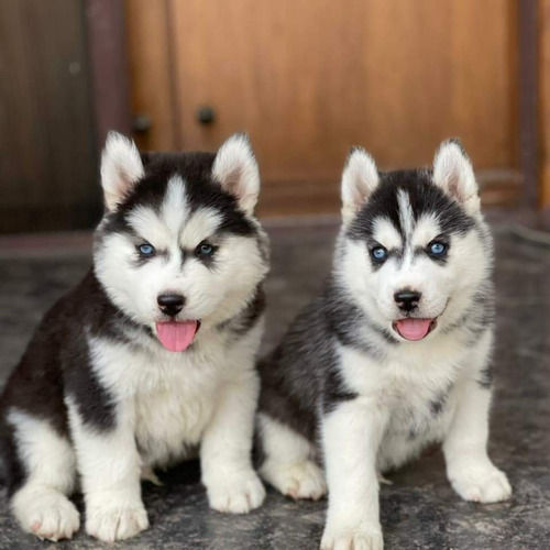 Cachorros Husky Siberiano   