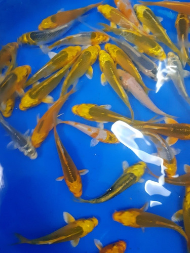 Imagen 4 de 8 de Espectaculares Carpas Koi Ogon Brillantes 9 A 10 Cm