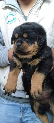 Rottweiler Cachorros Para Entregar Bellos...