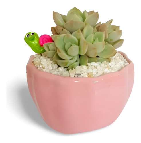 Planta Los Cactus Se Pueden Tener En Interior