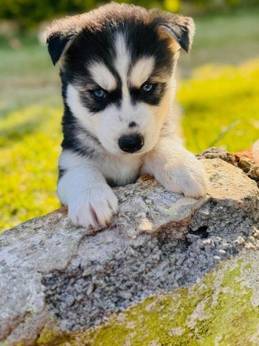 Vendo Filhotes De Husky Siberiano