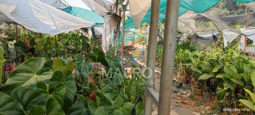 Terreno En Venta En Col. Otilio Montaño Cerca Del Centro De Cuautla Con Conexión A Todos Los Servicios