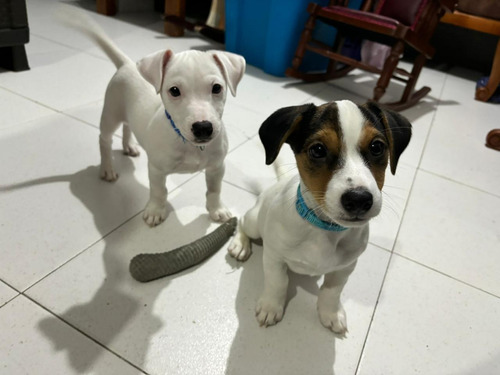 Jack Russell Terrier, Pelo Corto Patas Cortas, Bogotá