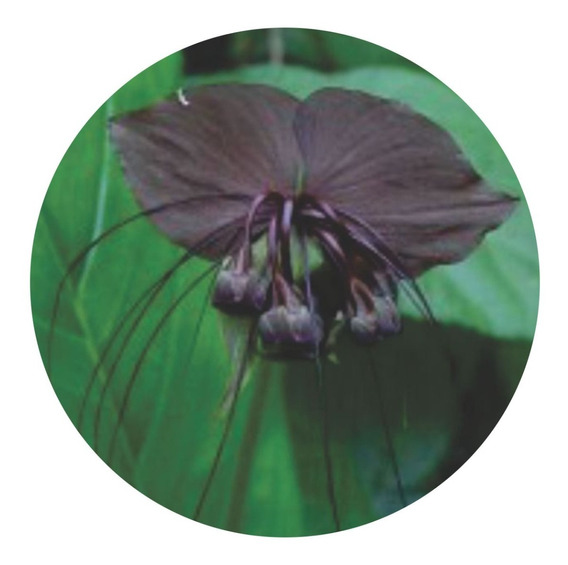 Muda De Orquidea Tacca Negra | MercadoLivre 📦