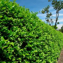 Comprar Limón Swinglea 750 Semillas De Cerca Viva X 25 Gr Y A